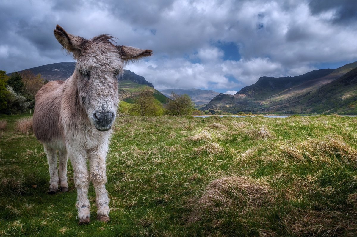 Горный осел