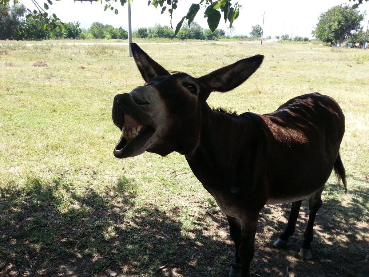 Ослица черная