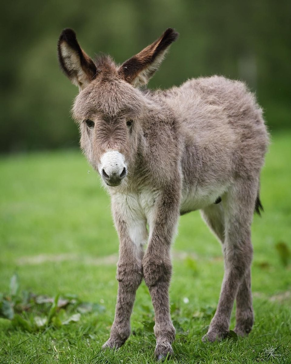 Ишак и осел