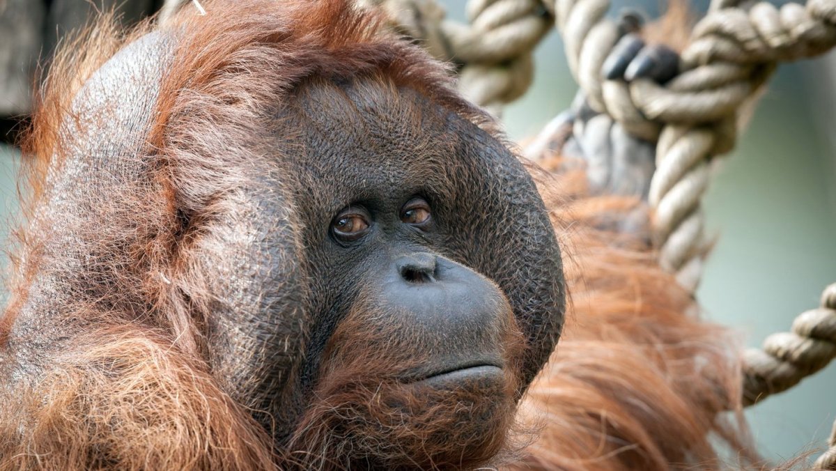 Калимантанский орангутан