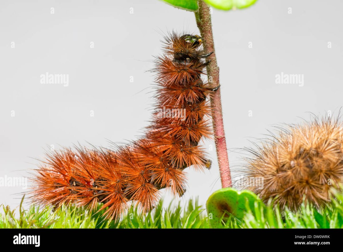 Phragmatobia fuliginosa гусеница