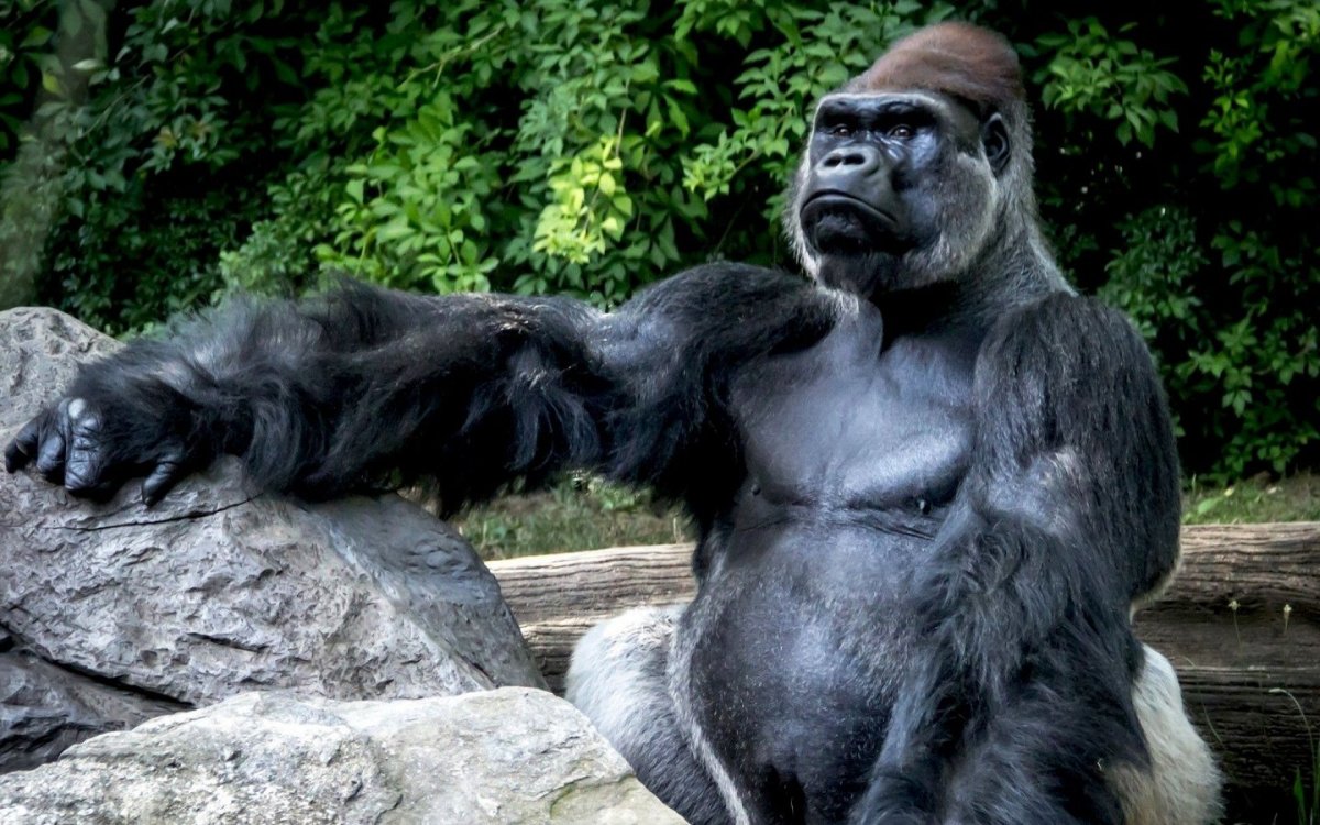 Кинг Конг обезьяна порода