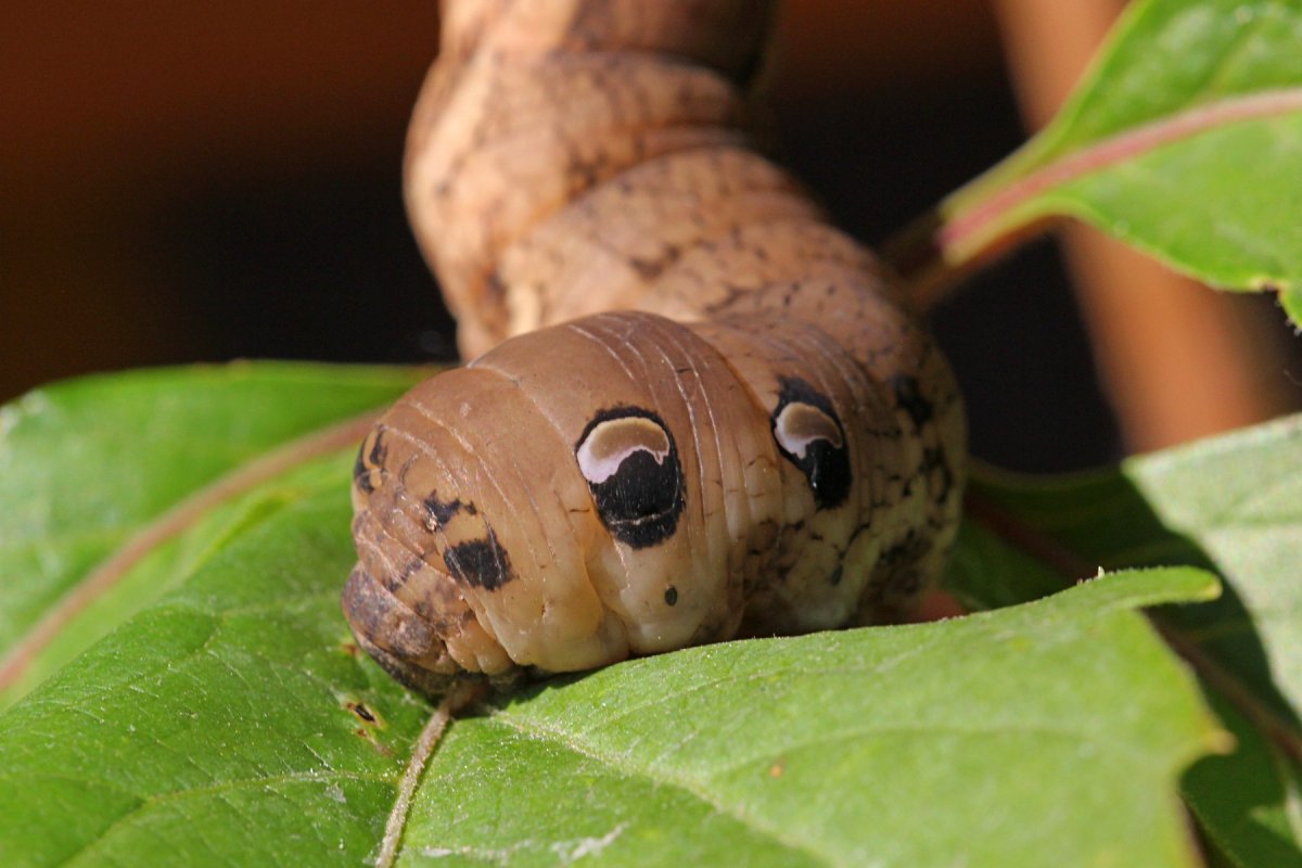 Коричневый Caterpillar гусеница