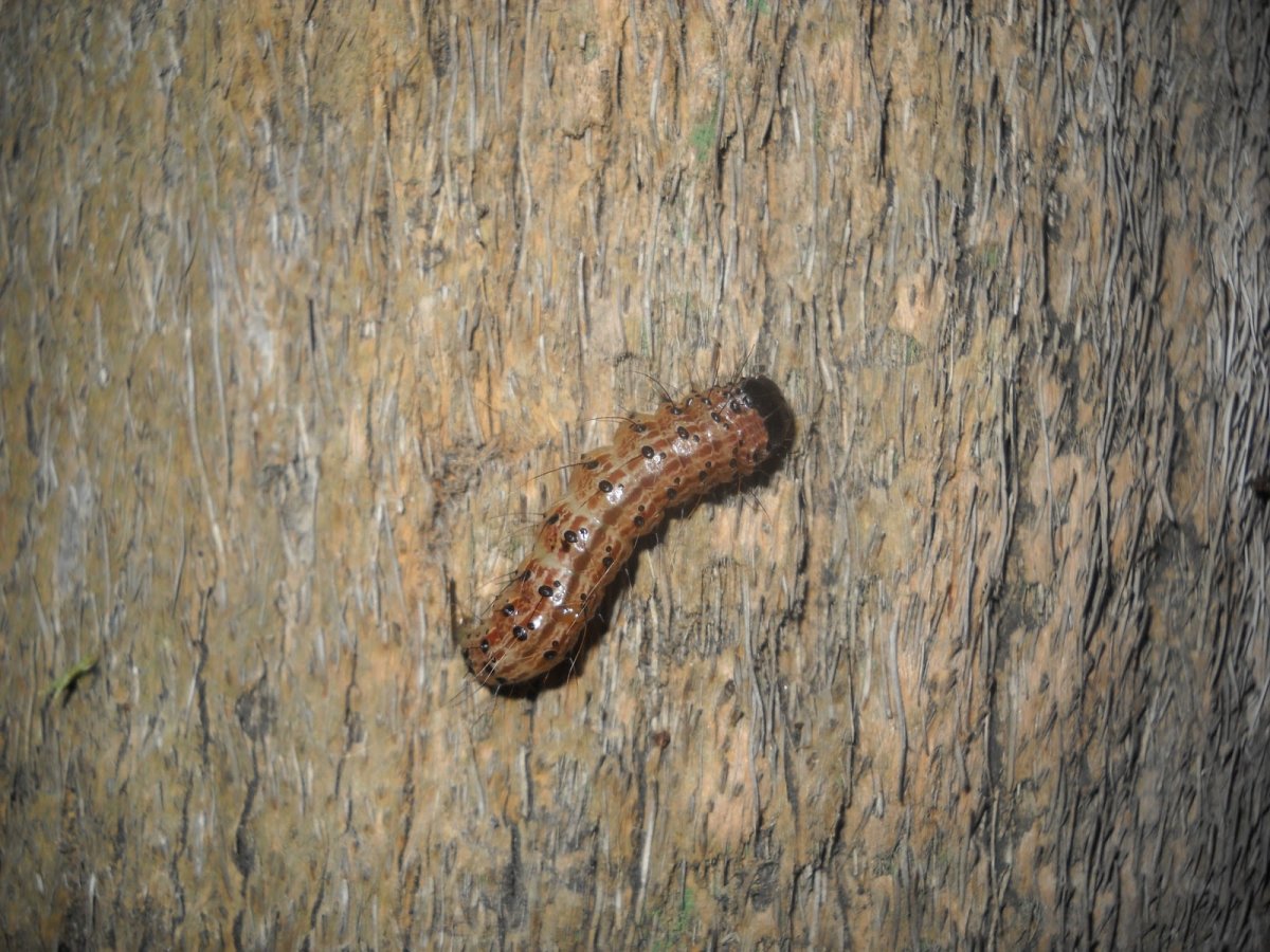 Гусеница бабочки Spicebush Swallowtail