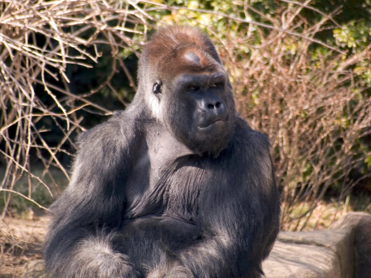 Самая большая обезьяна на земле