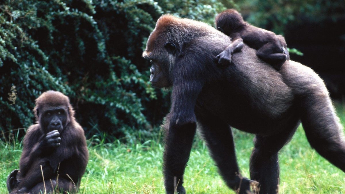 Большие обезьяны