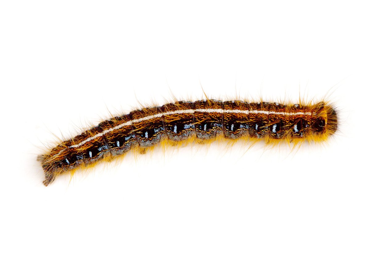 Рогастик манголиана гусеница