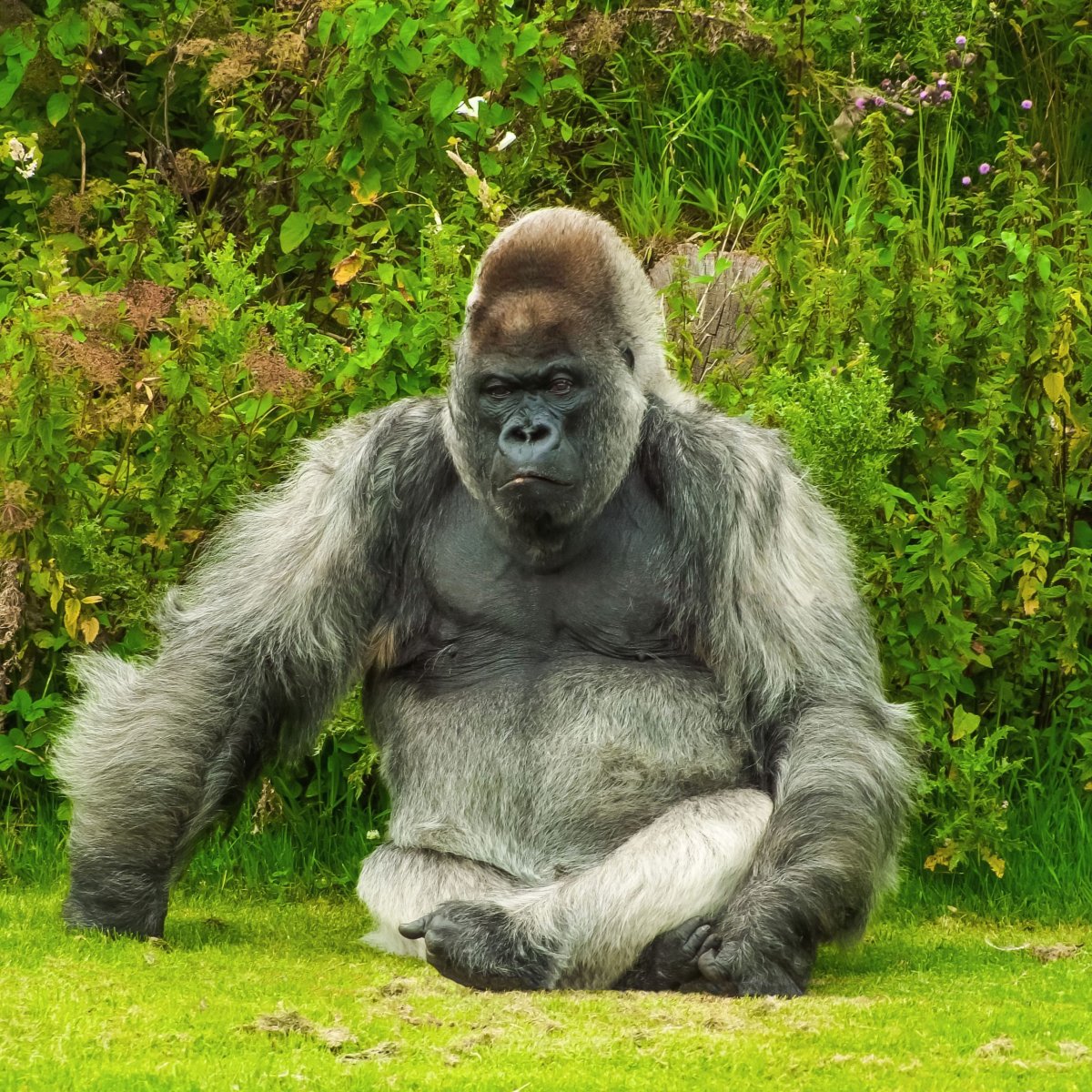 Сильвербэк горилла