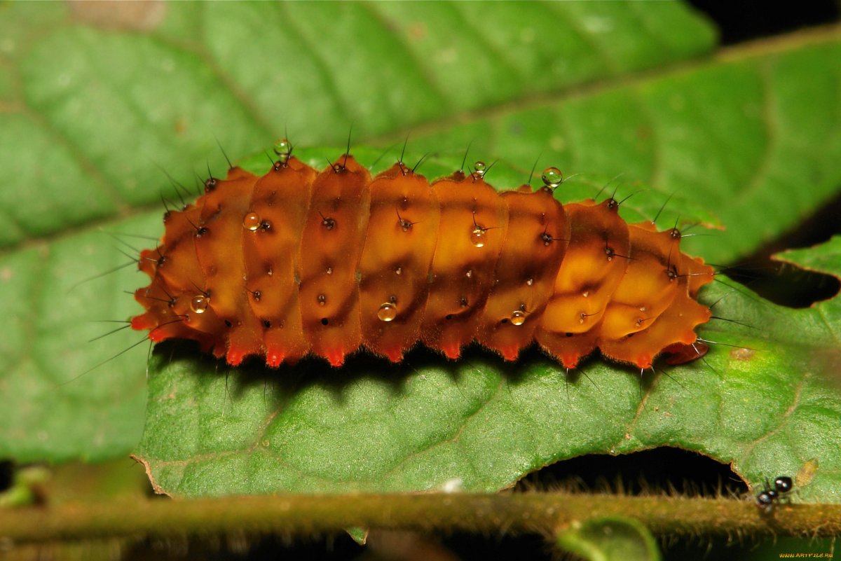 Коричневый Caterpillar гусеница
