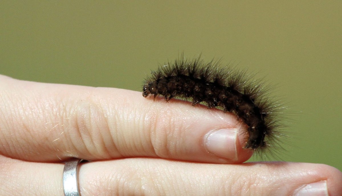 Гусеница волосатик