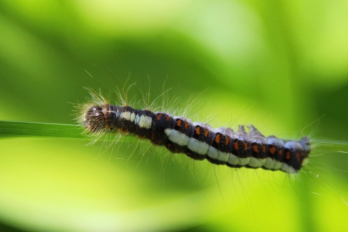Гусеница бабочки Адмирал