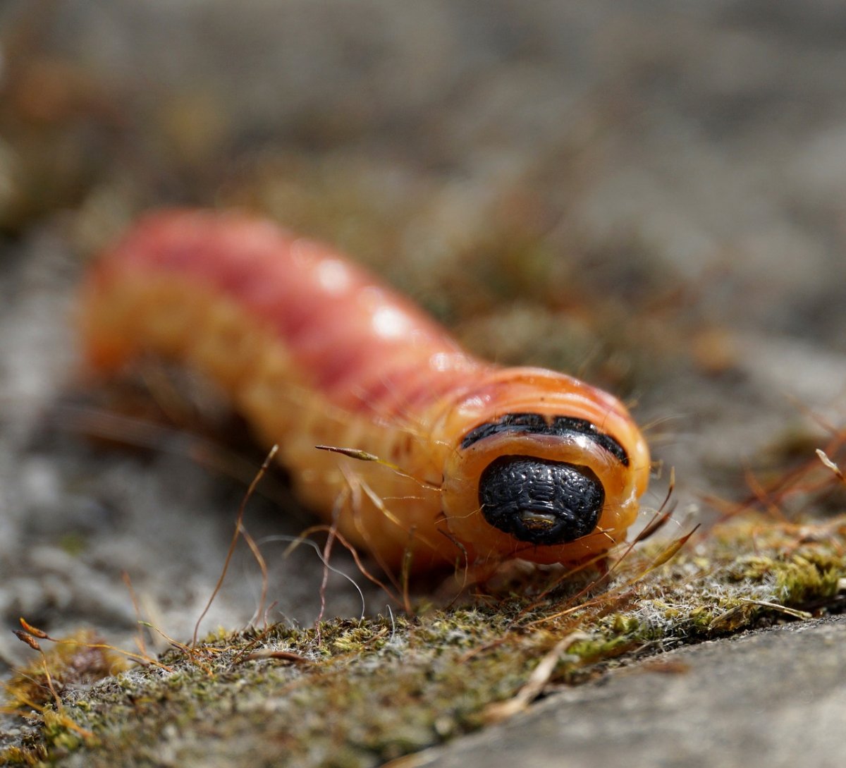 Гусеница волосатик бабочка бабочка