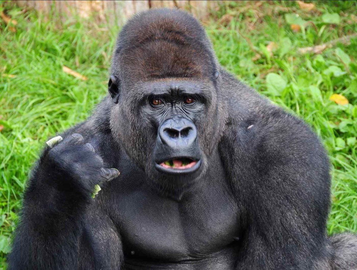 МУТАНТ Гиббон горилла