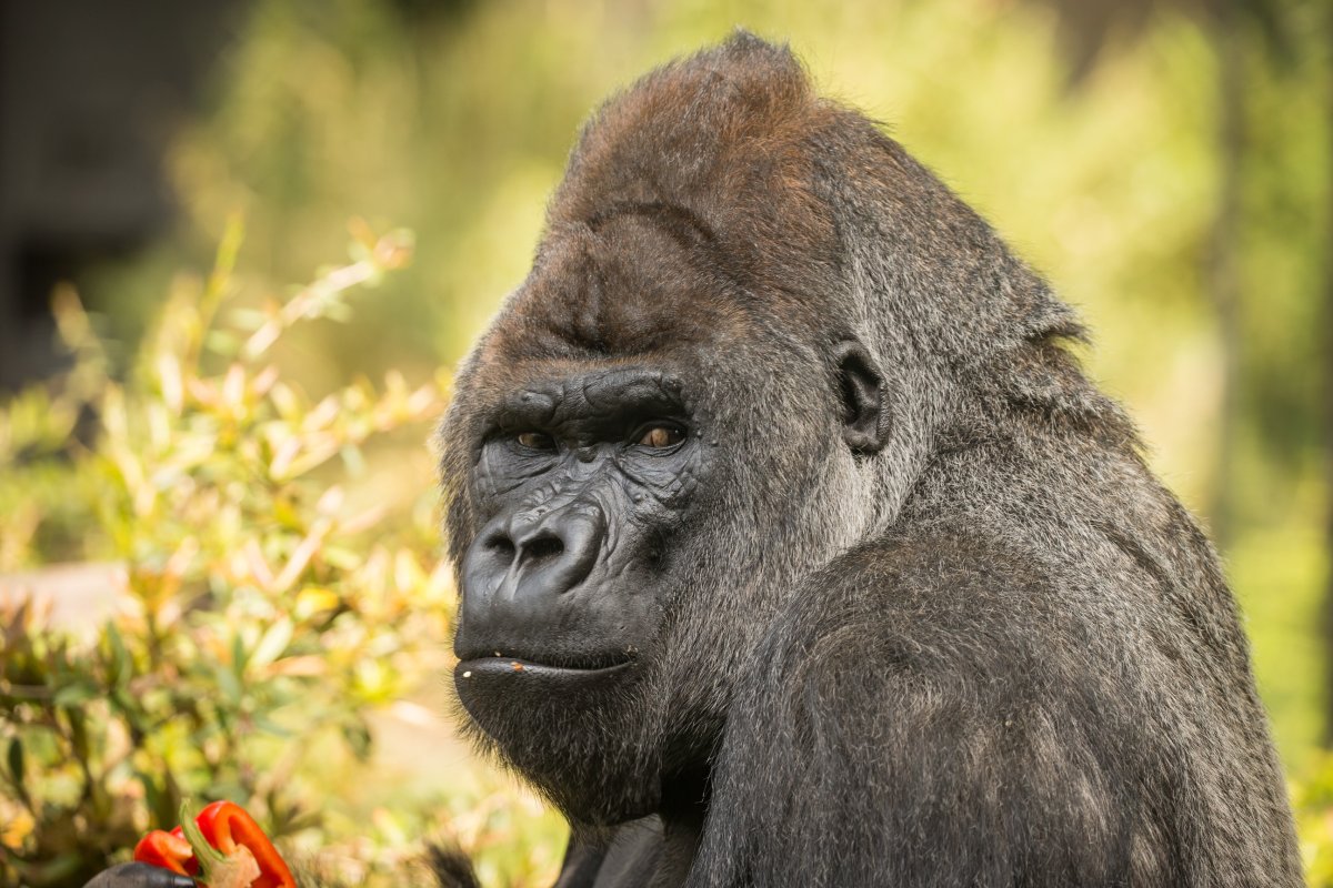 Горилла Шабани