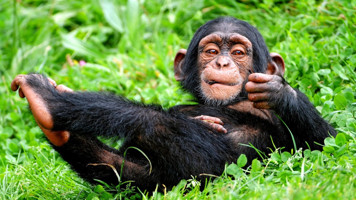 Шимпанзе бонобо