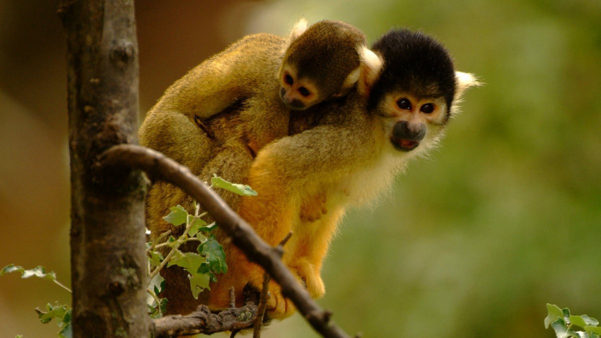 Обезьянка саймири