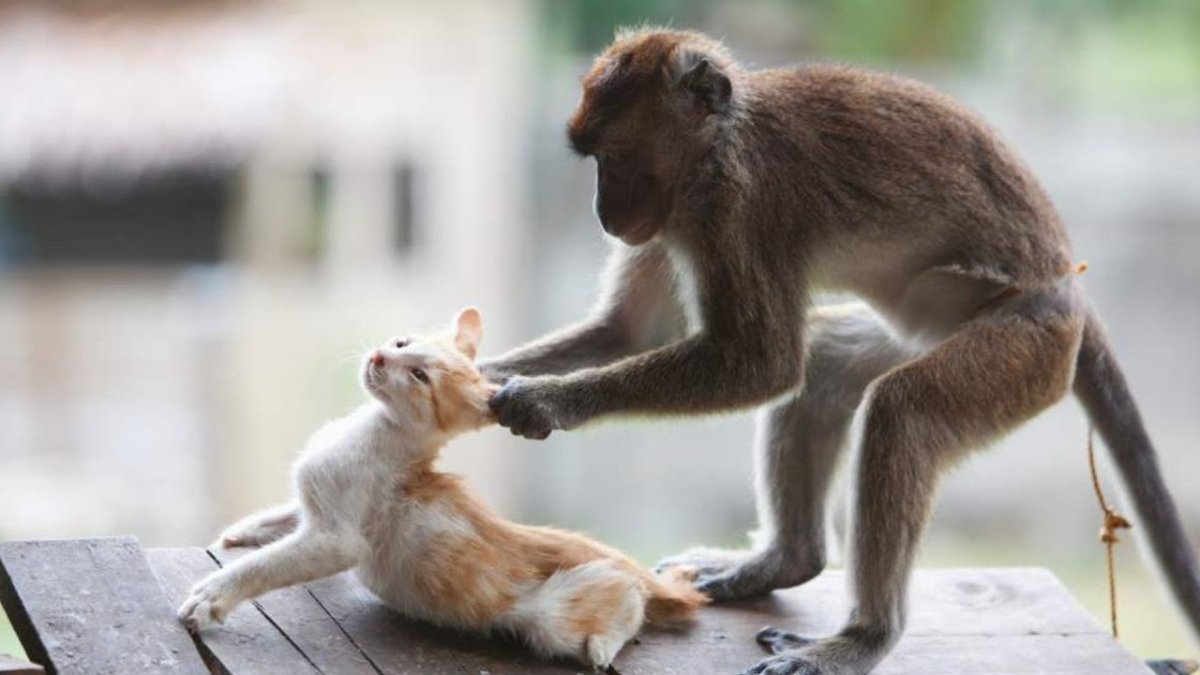 Забавные маленькие обезьянки