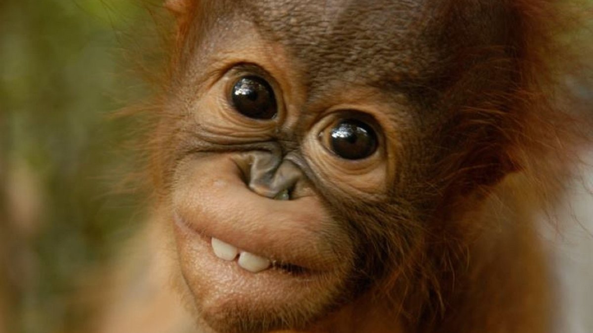 Обезьянка улыбается