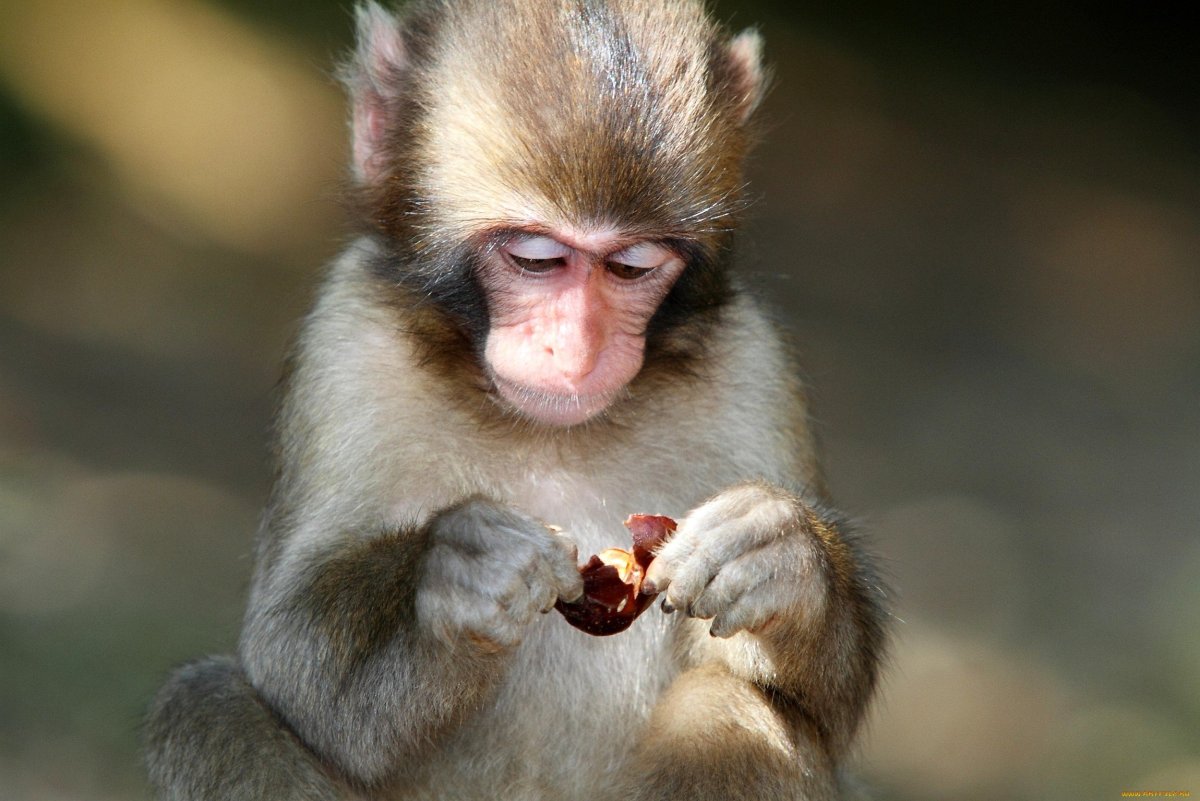 Носач обезьяна прикольные