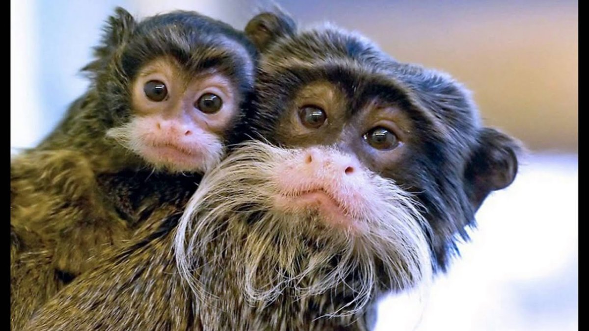 Забавные обезьяны