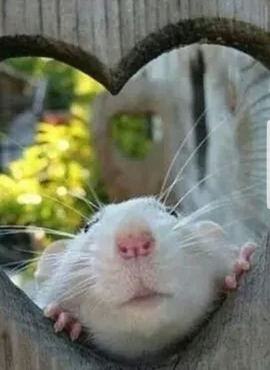 Добрая крыса