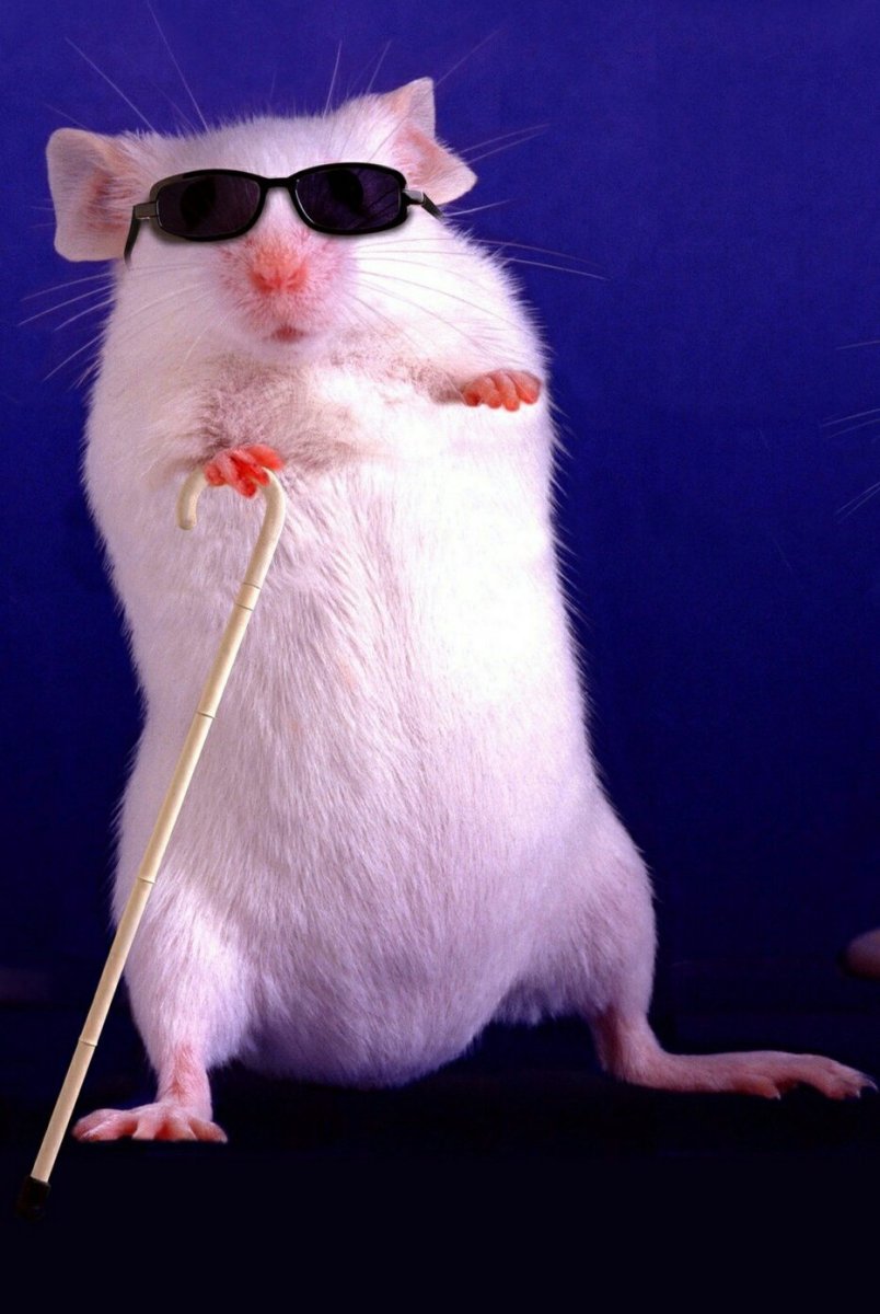 Охотится на мышь рисунки карандашом