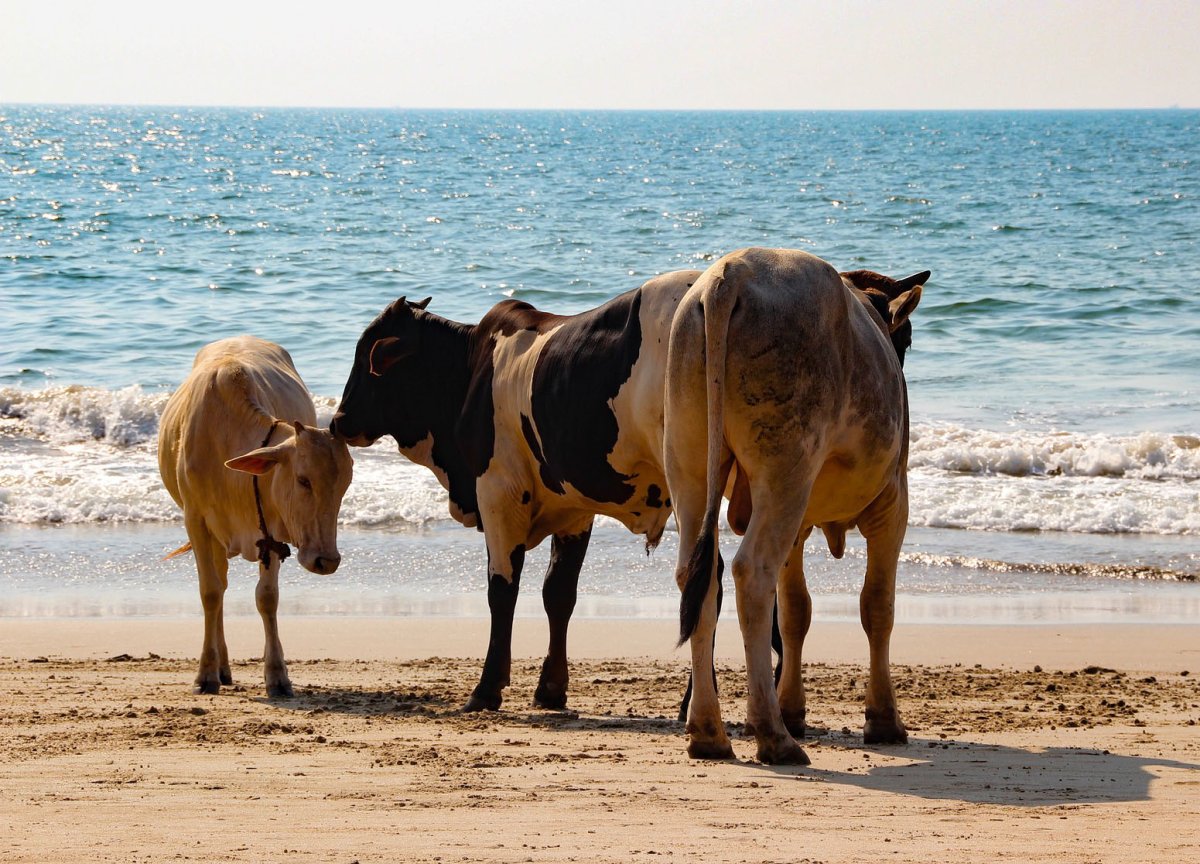 Корова в очках