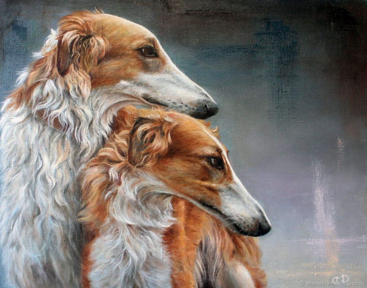 Русская псовая борзая портрет