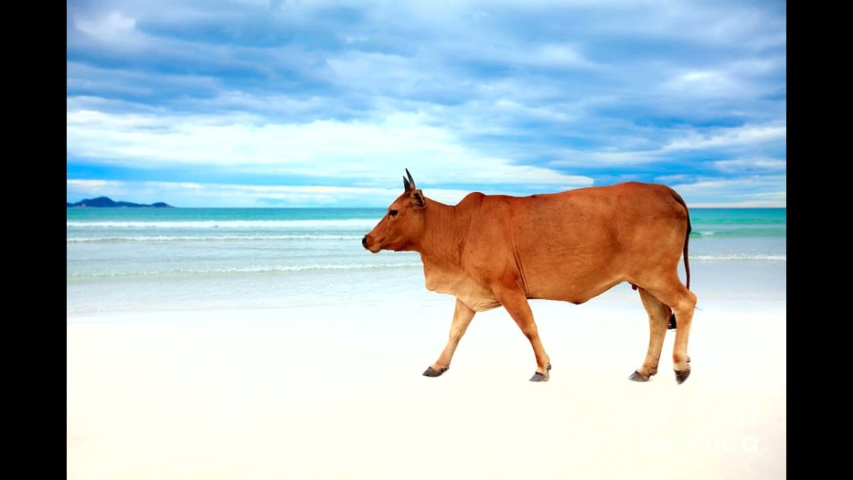 Дюгонь морская корова