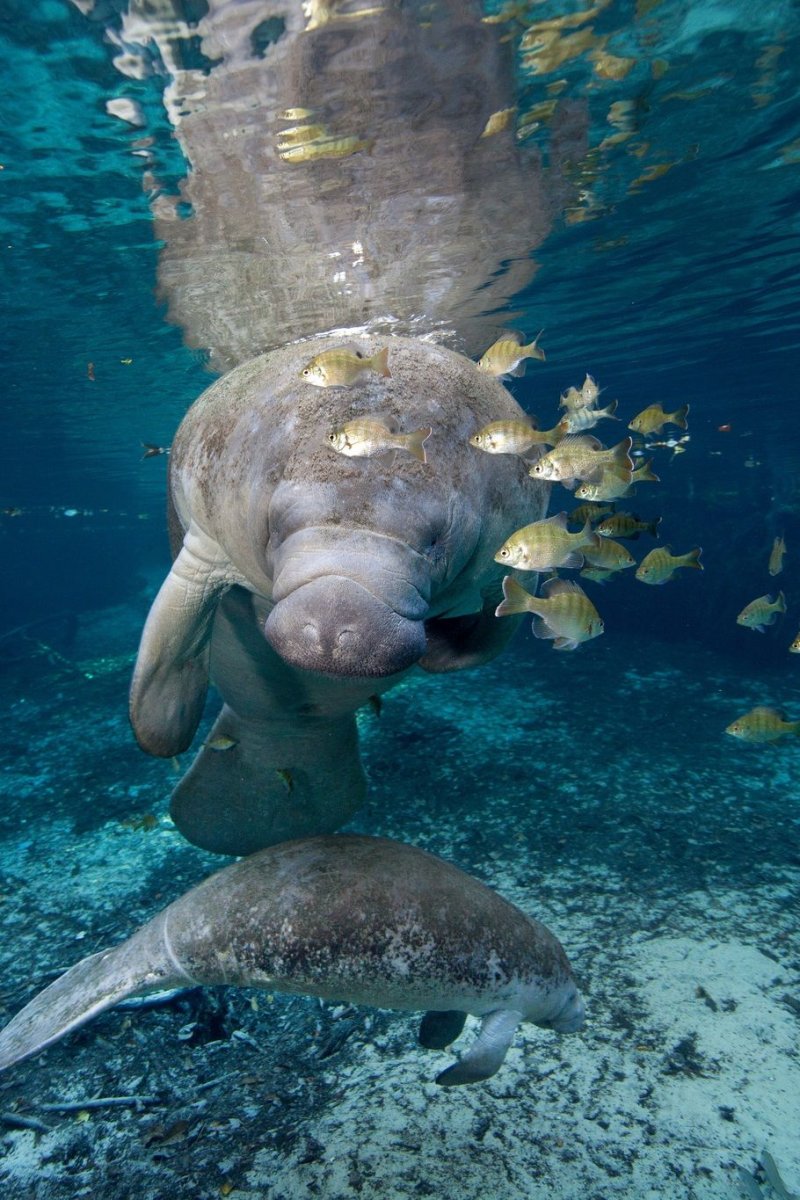 Корова в скафандре