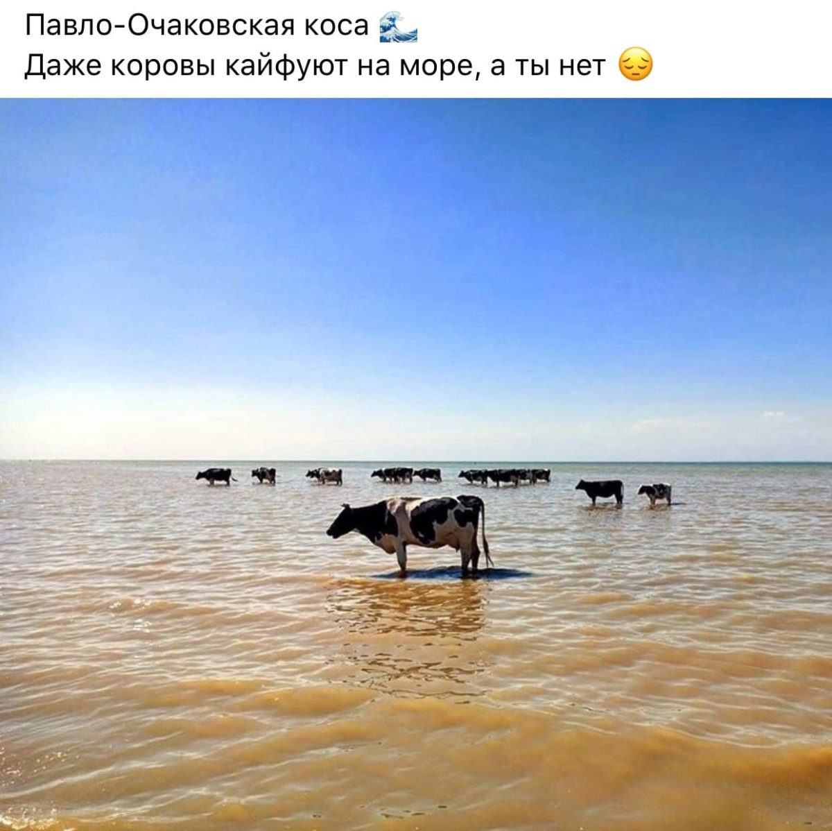 С тёлками на пляже коровы