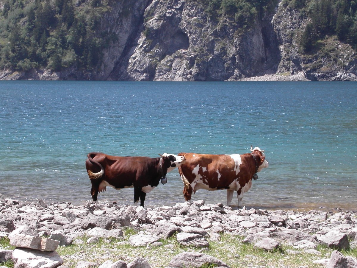 Ламантин морская корова