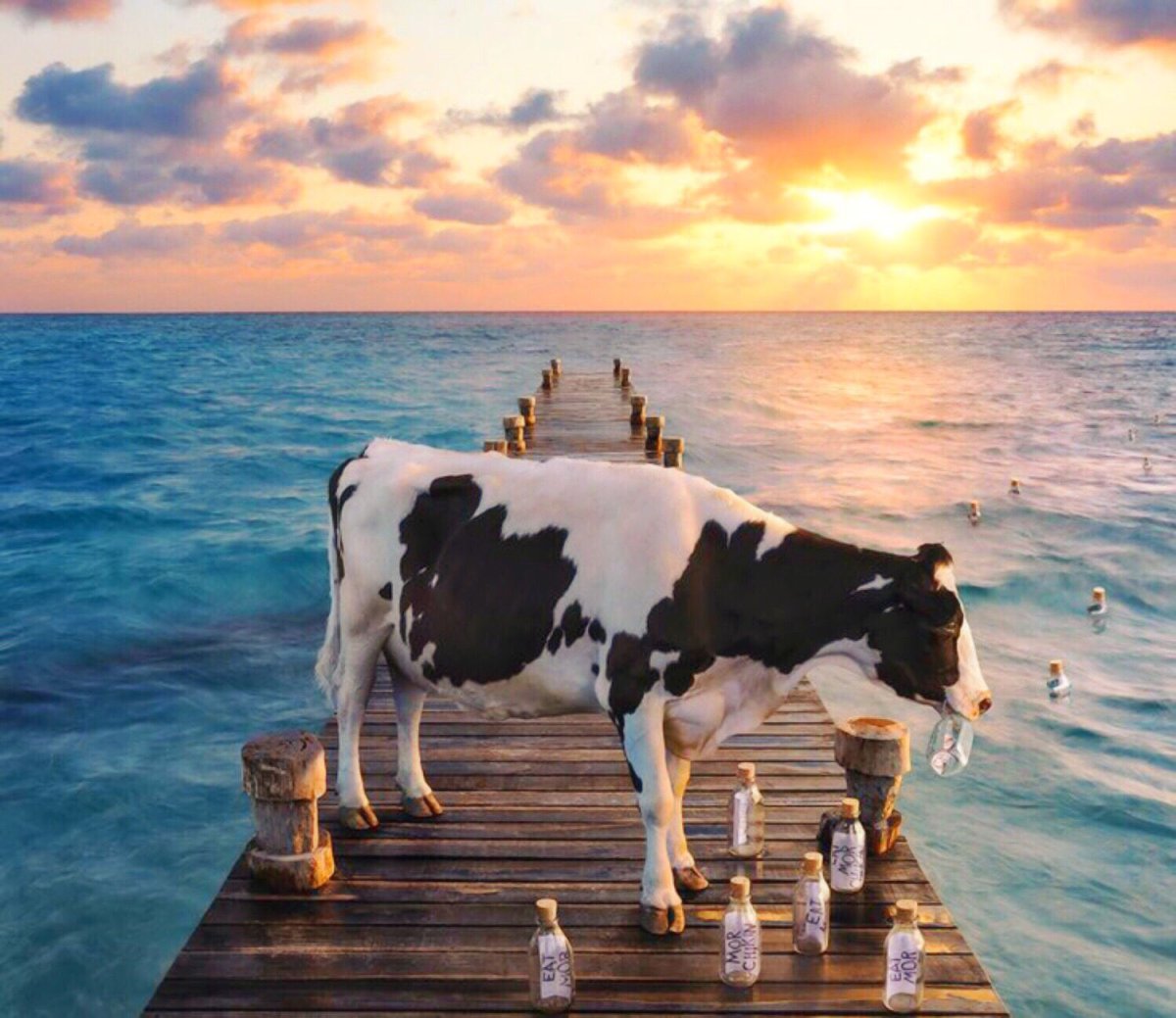 Корова в море