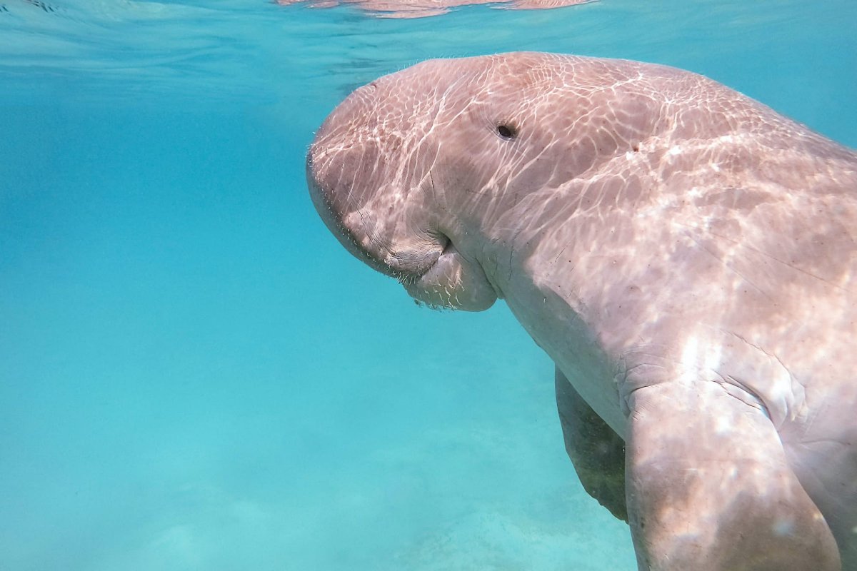 Корова на льду прикол