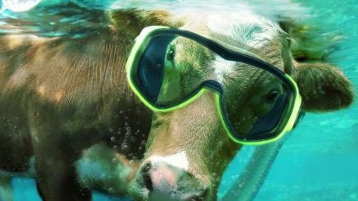 За секунду до животные