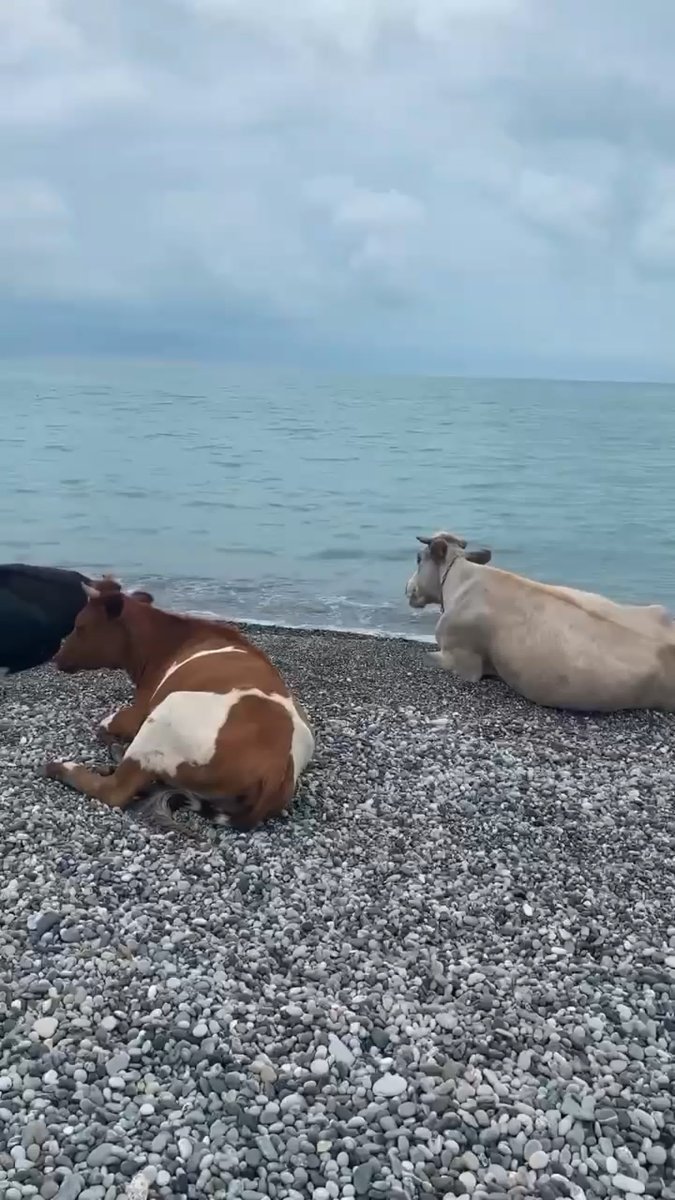 Корова на берегу моря