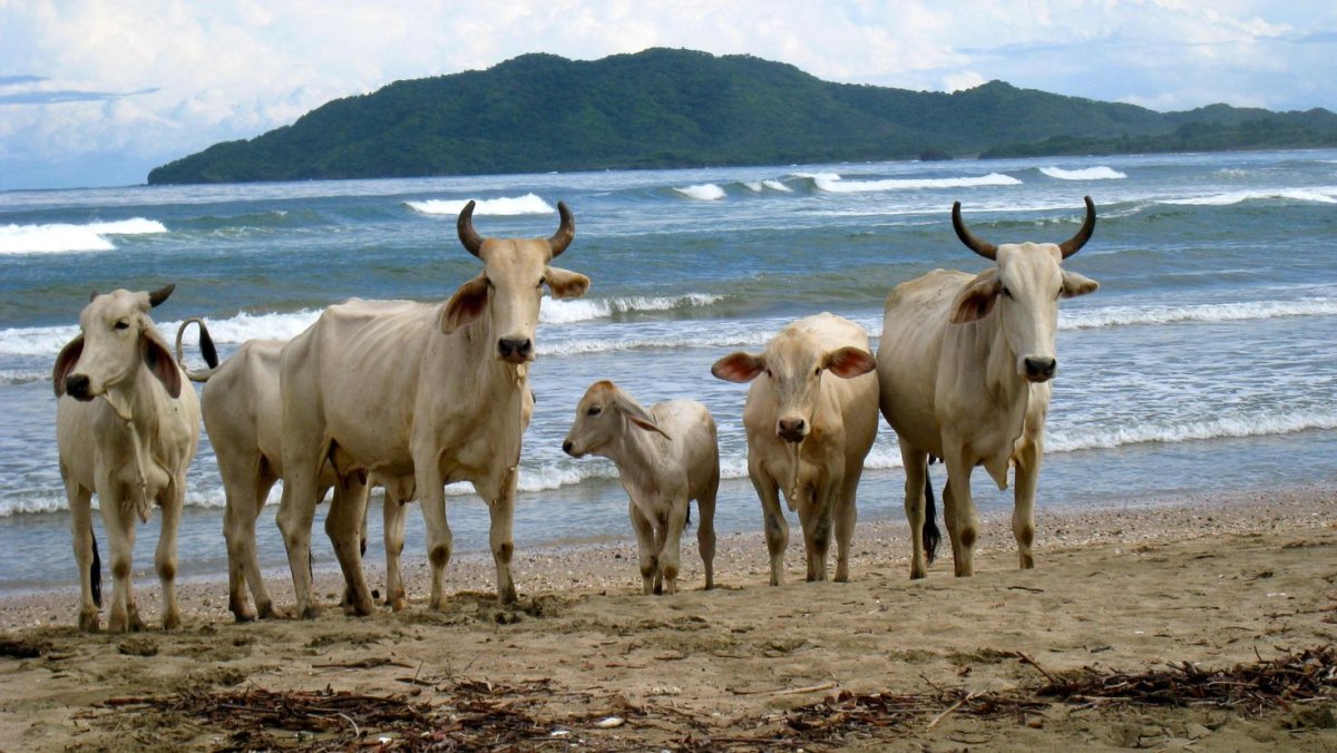 Одинокая корова