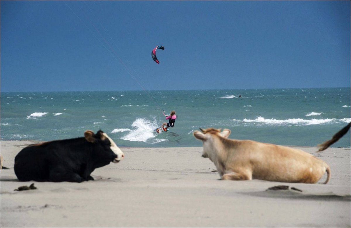 Коровы пасутся на берегу