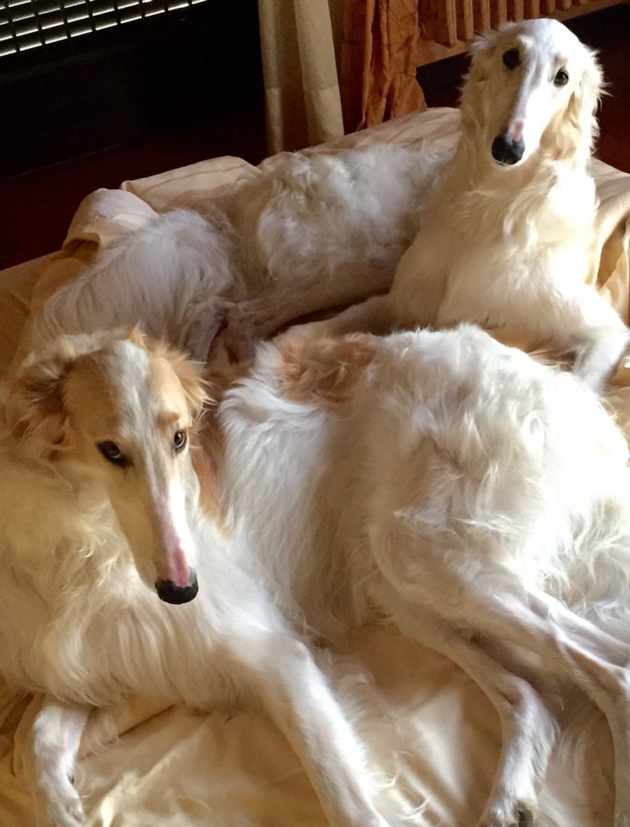 Русская псовая борзая Борзые собаки