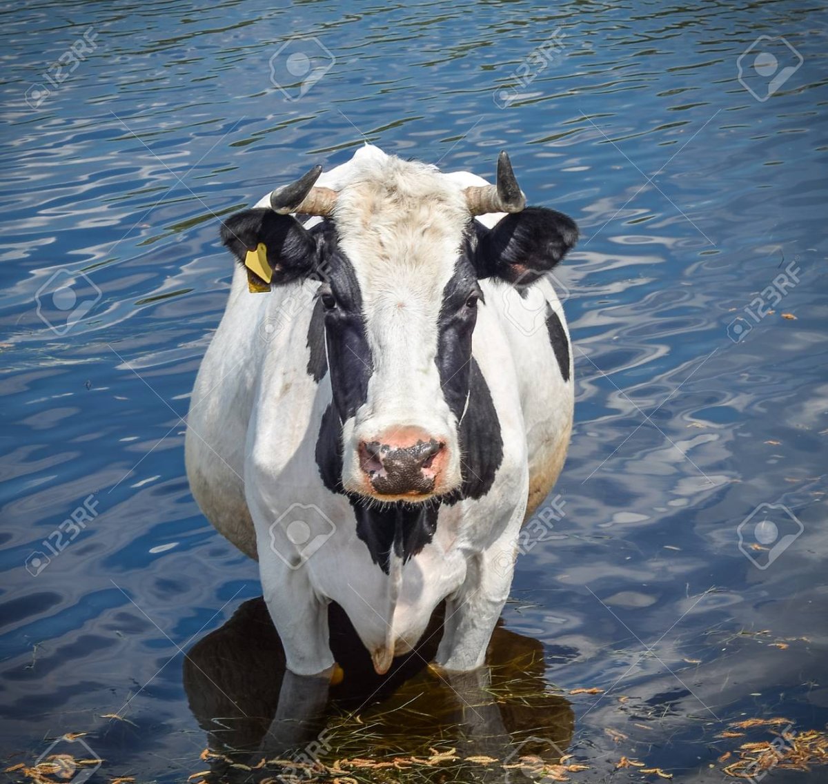 Коровы в Индии на пляже