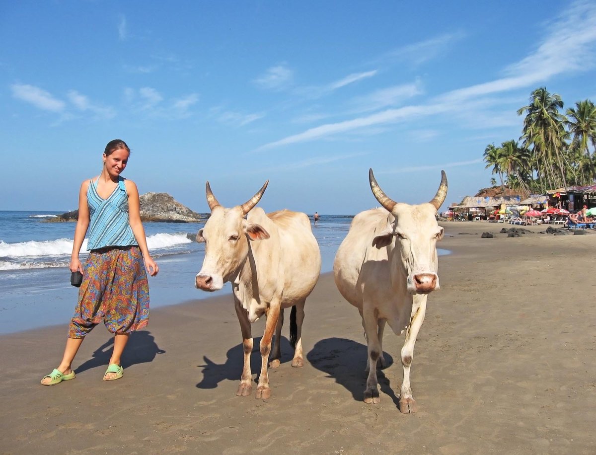 Корова в небе