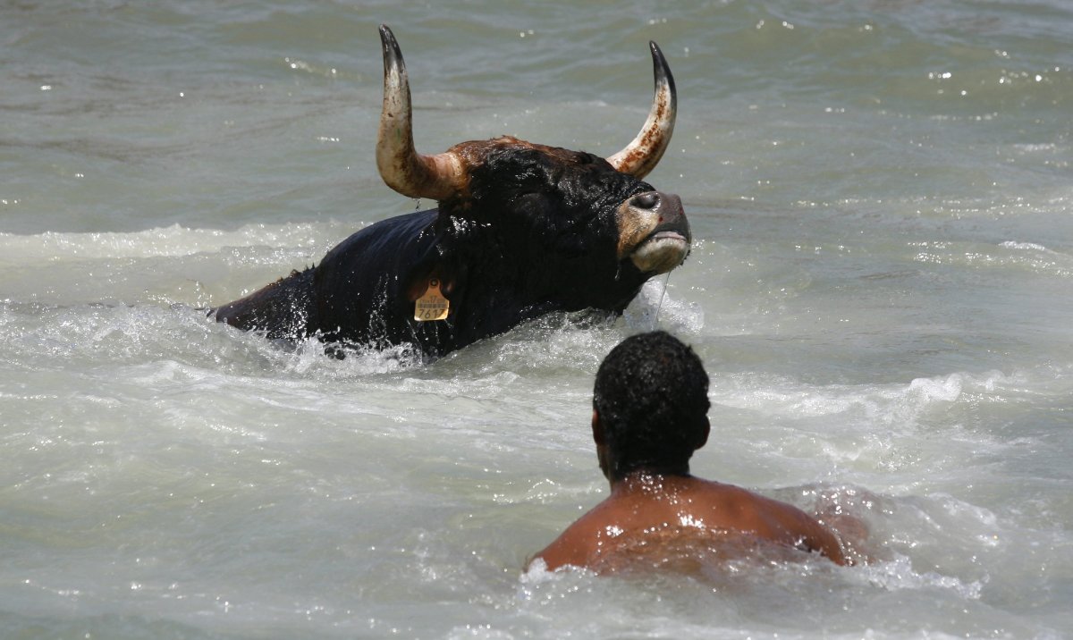 Индийская корова лежит