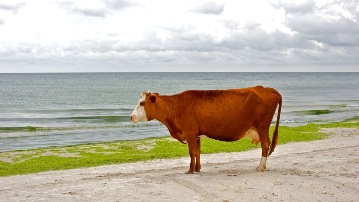 Жирные коровы на пляже