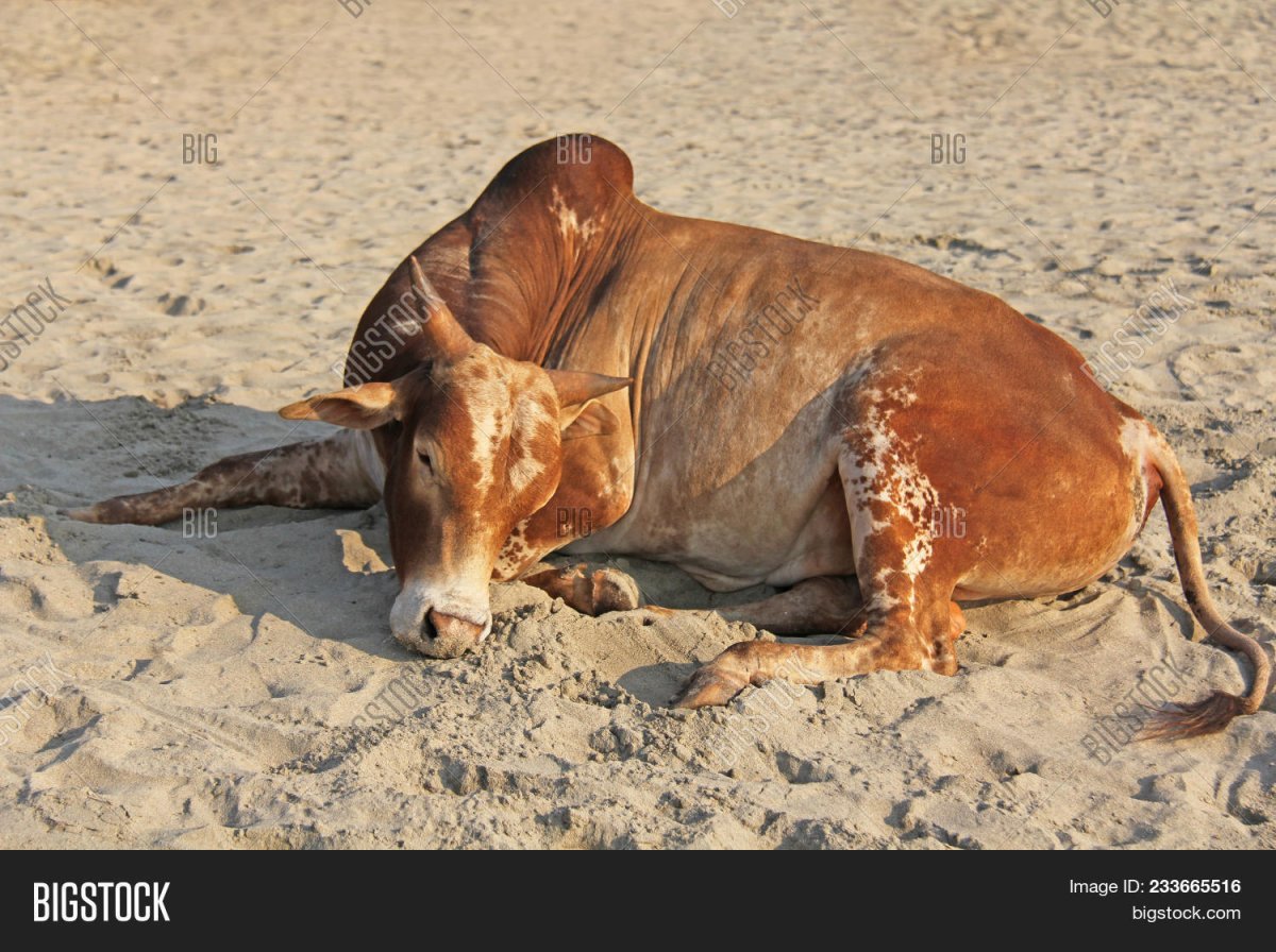 Корова в океане