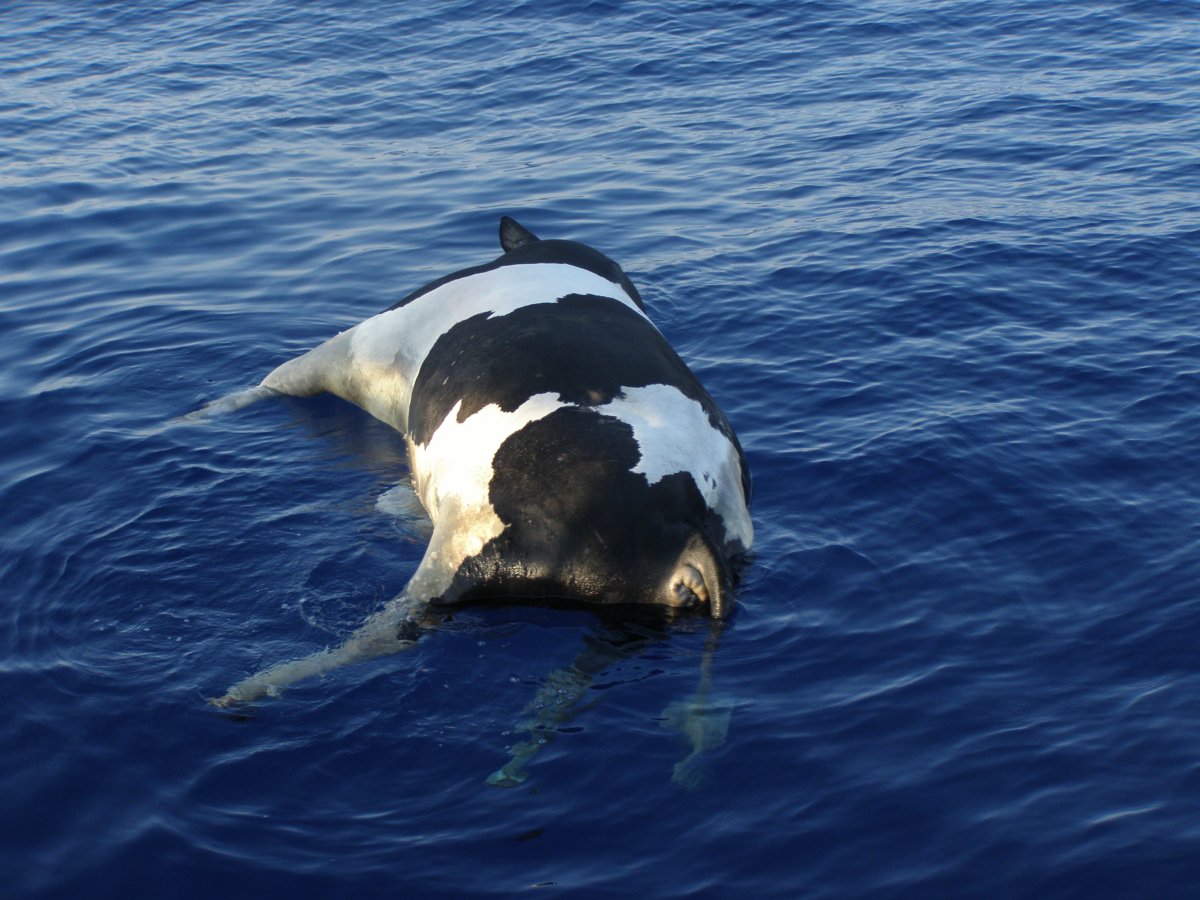 Teresa Elliott художник