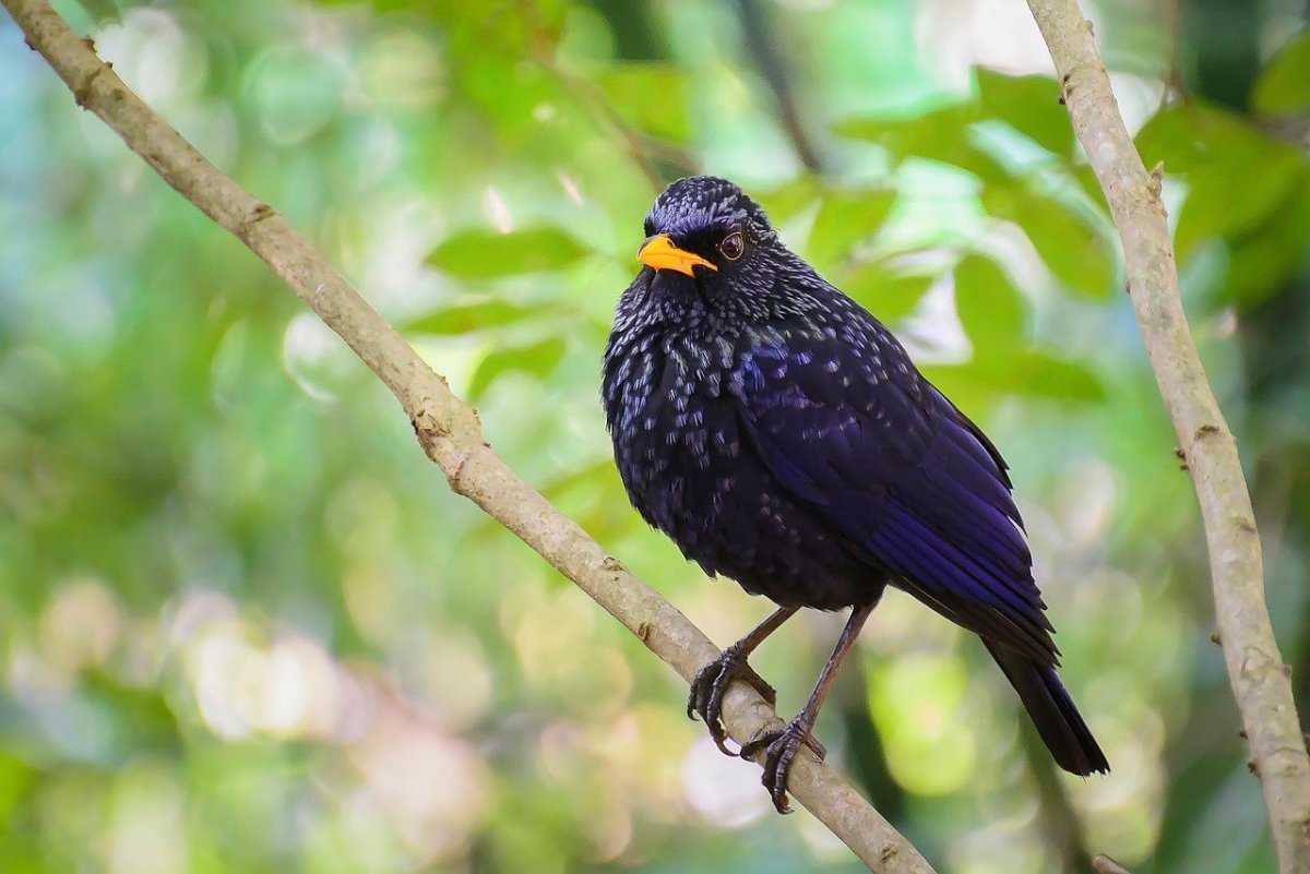 Желтоклювый скворец