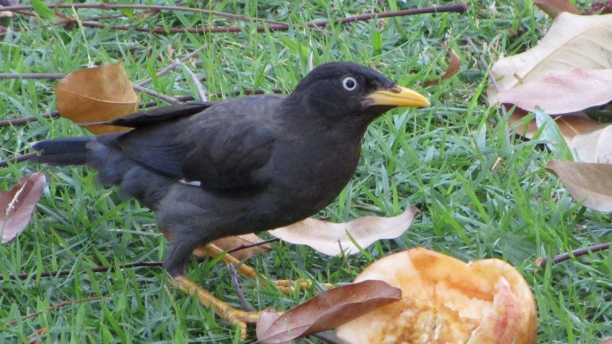 Краснодарский край птички с желтым клювом