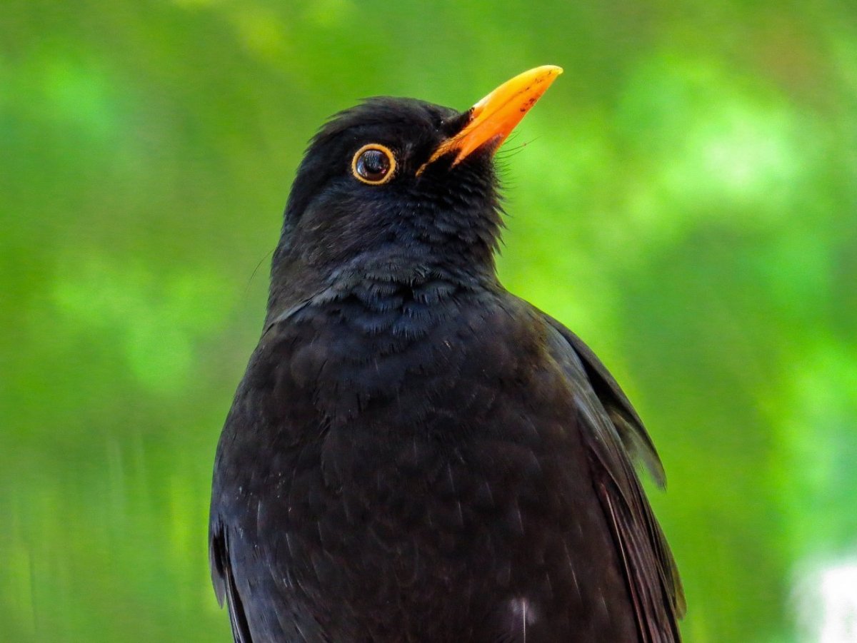 Чёрный Дрозд (лат. Turdus Merula)