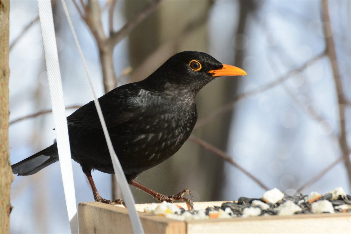 Черный Дрозд птица