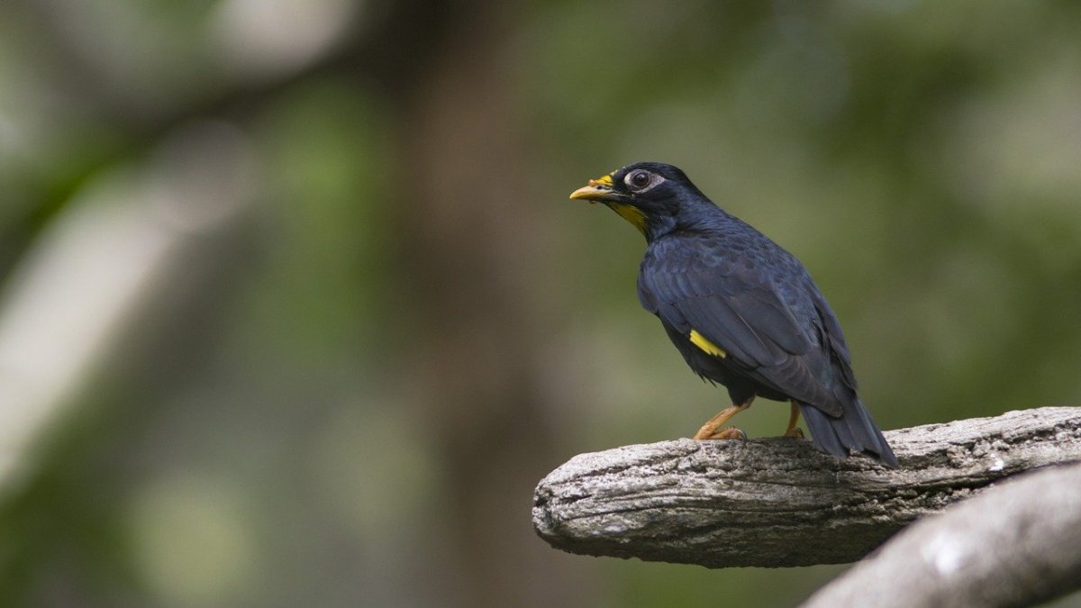 Turdus albocinctus Дрозд белоошейниковый